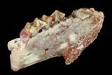 Oreodont (Merycoidodon) Jaw Section - South Dakota #146169-4